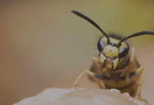 How to Safely Handle Wasp Infestations in Your Home