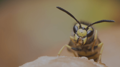 How to Safely Handle Wasp Infestations in Your Home