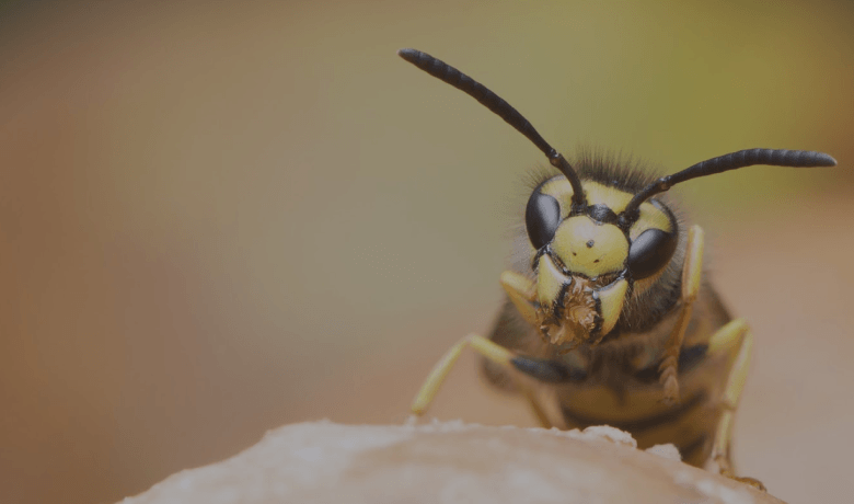 How to Safely Handle Wasp Infestations in Your Home