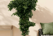 Choosing the Right Mature Ficus Tree for Sale for Your Space