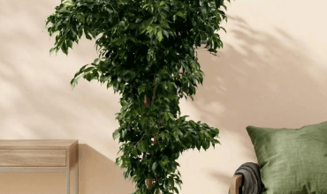 Choosing the Right Mature Ficus Tree for Sale for Your Space