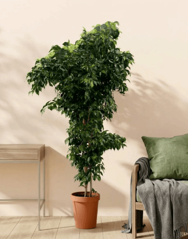 Choosing the Right Mature Ficus Tree for Sale for Your Space